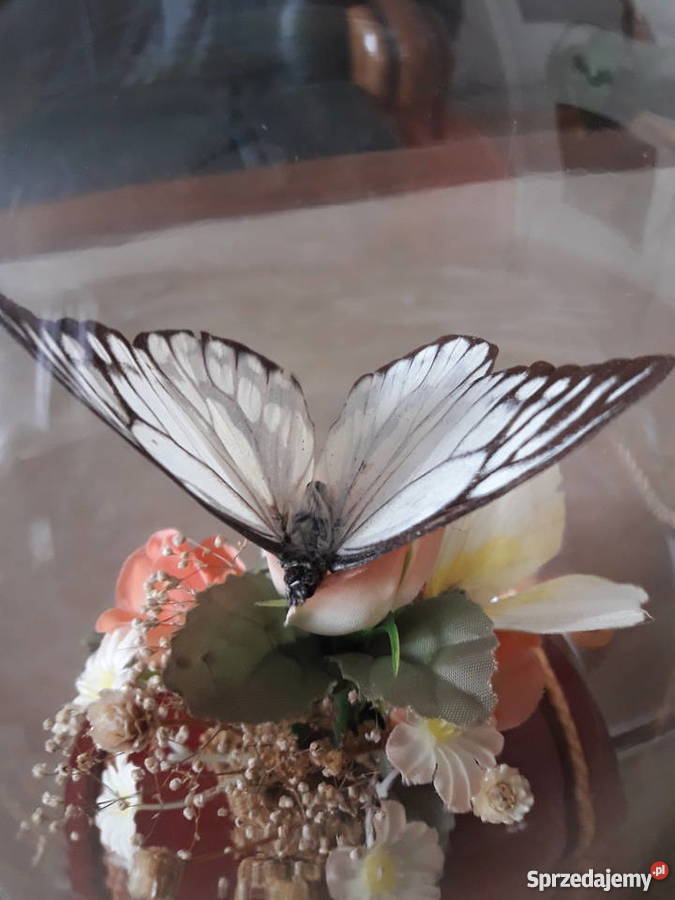 Wieczne motyle pod szklaną kopułą Dekoracje i ozdoby lubelskie Janów Lubelski