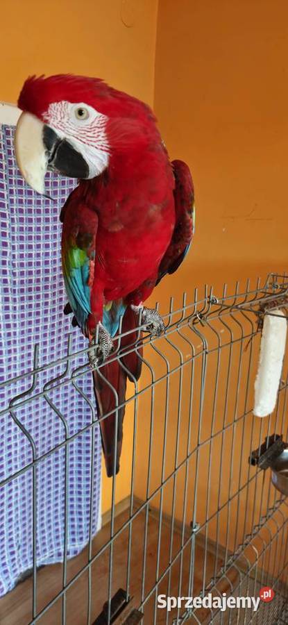 Ara Chloroptera Samica 9 letnia Rybnik