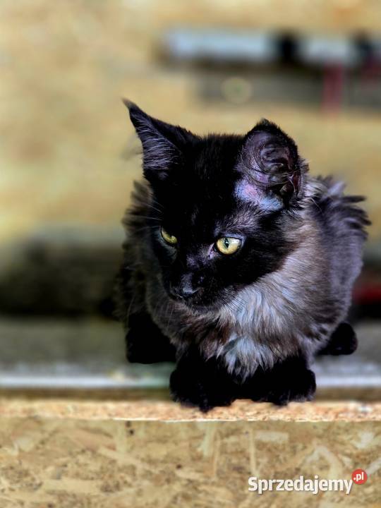 Maine Coon kocięta Wschowa