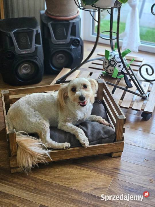 Drewniane legowisko psakota z poduszką handmade