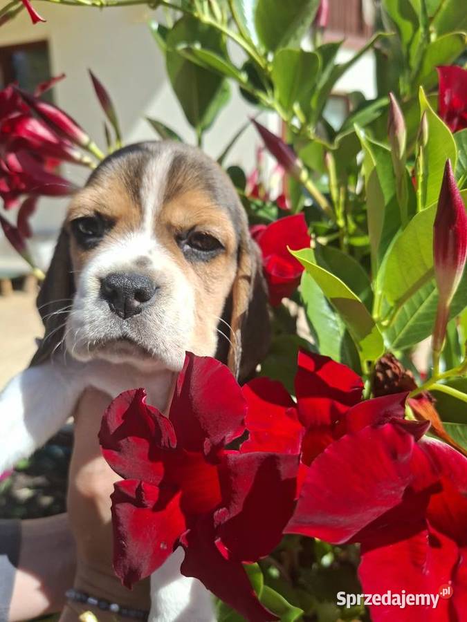 Beagle ZKwP