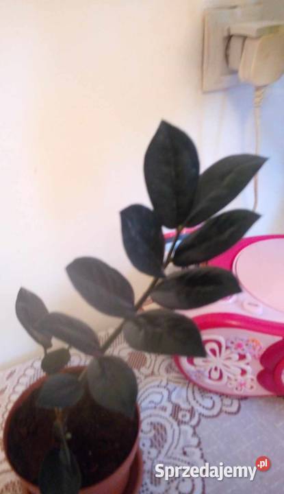 09 Kwiaty doniczkowe Zamiokulkas Raven Warszawa