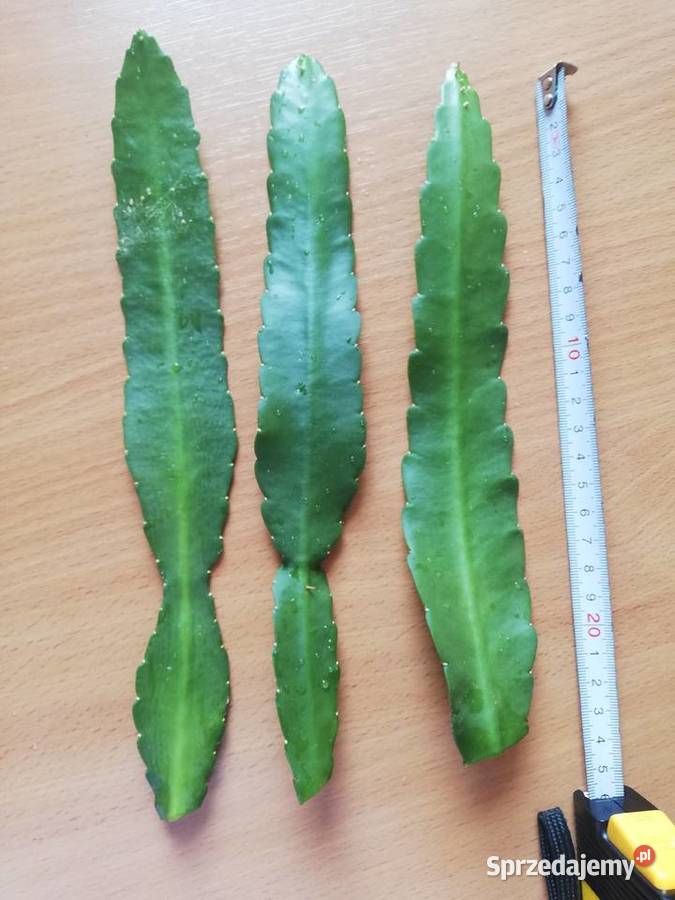 Epiphyllum Ackermannii epifilum epifilium duże zachodniopomorskie Szczecin