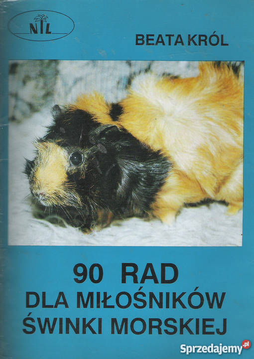 90 rad miłośników świnki morskiej B Król Pozostałe Puławy