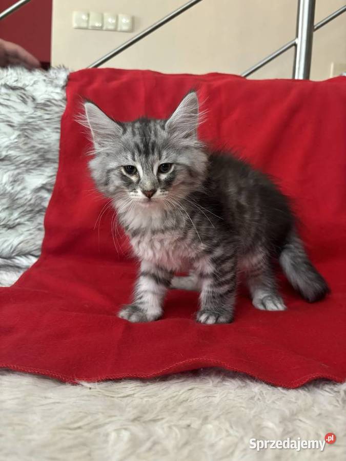 Kocięta Norweskie Leśne Warszawa sprzedam