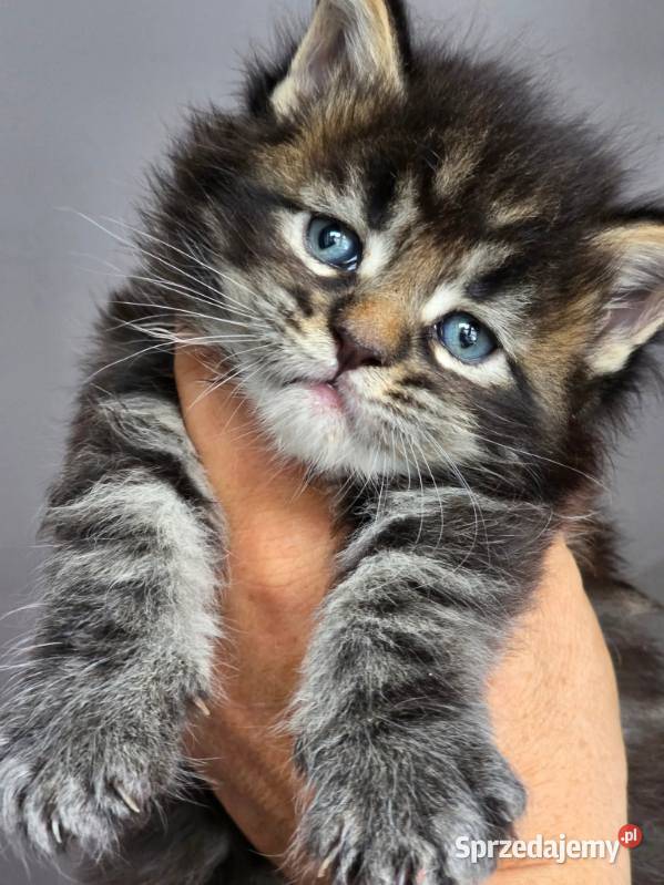 Kociaki maine coon okazja Kraków
