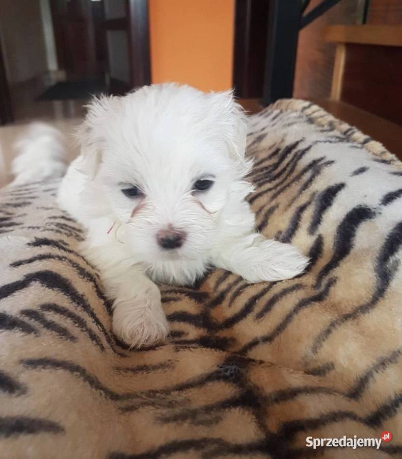Szczeniaki maltańczyk Maltańczyk Rzeszów