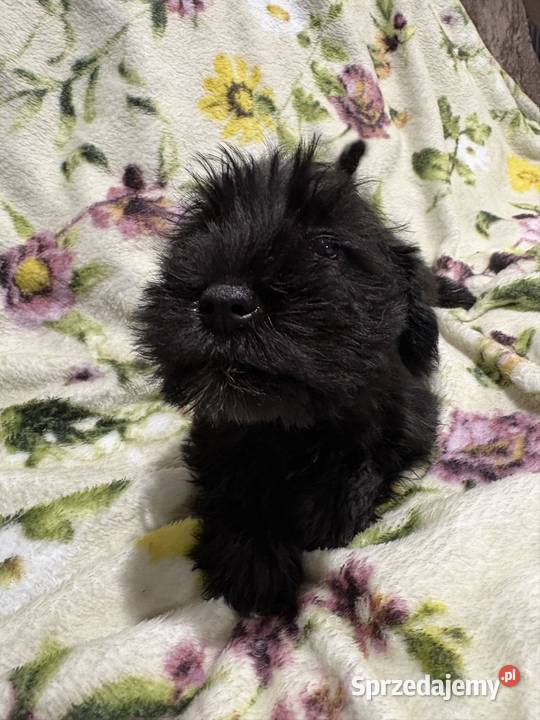 Sznaucer miniaturowy czarny piesek Solec Kujawski sprzedam