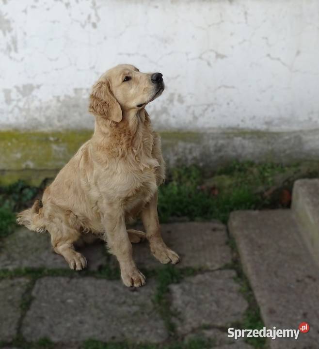 Golden retriever 6 miesięczne mazowieckie Przysucha