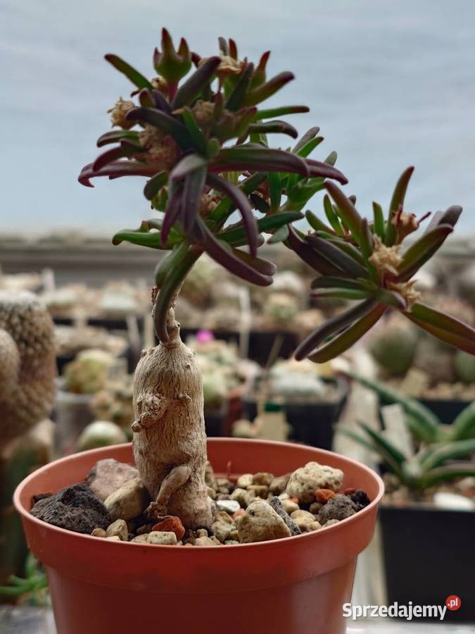 Delosperma bosseranum 10 lat kaudeks sukulent