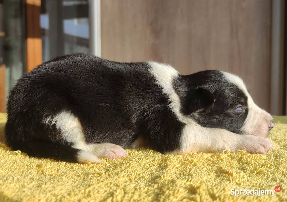 Szczeniak BORDER COLLIE z prof Hodowli Pies z Kraków