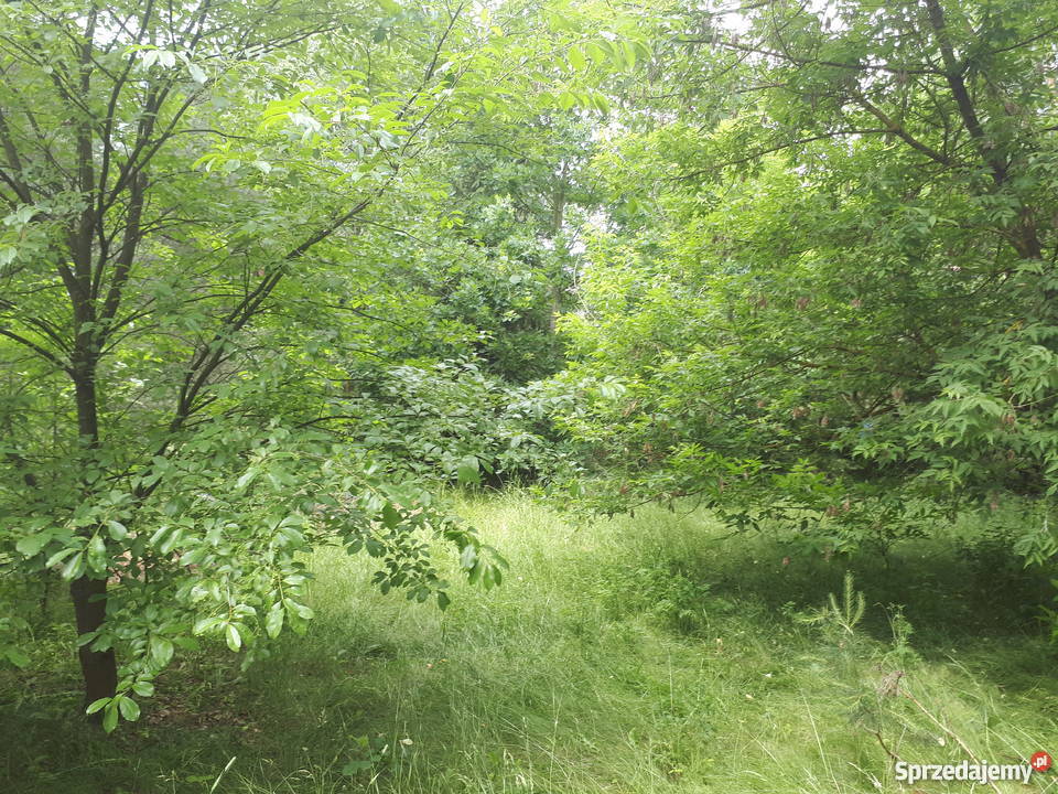 działka rekreacyjna Narwią z domkiem Dzbądzek