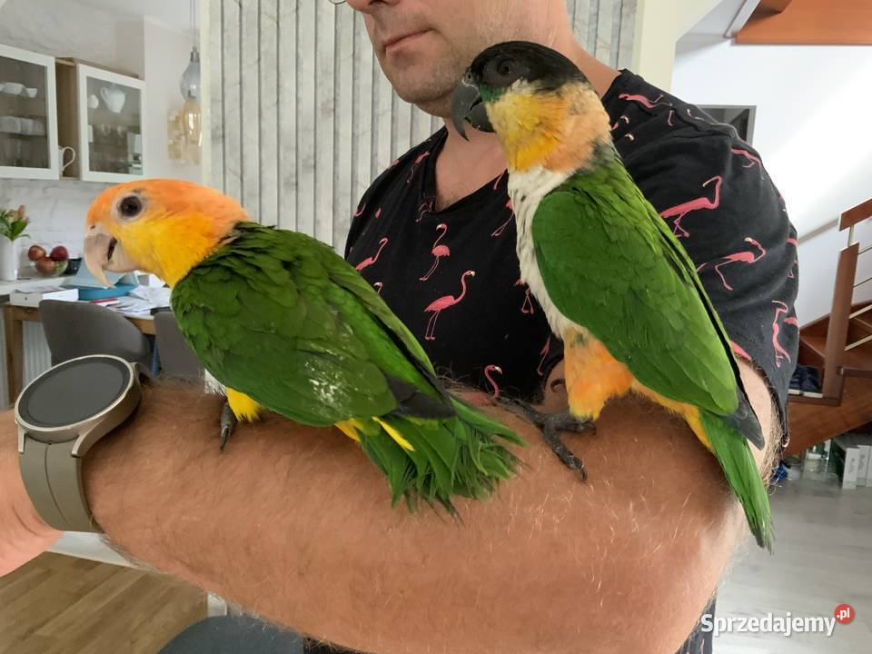 Barwinka białobrzucha oswojona samiec Mysłowice sprzedam