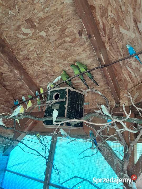 Papuga falista Malechowo