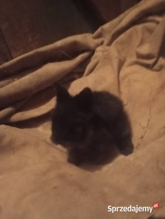 Sprzedam króliczki karzełki czarne szare havana lubelskie