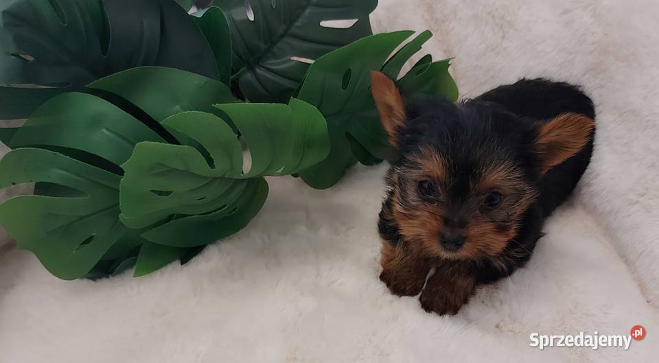 Piekne sunie yorkshire terrier York Brzeg Dolny