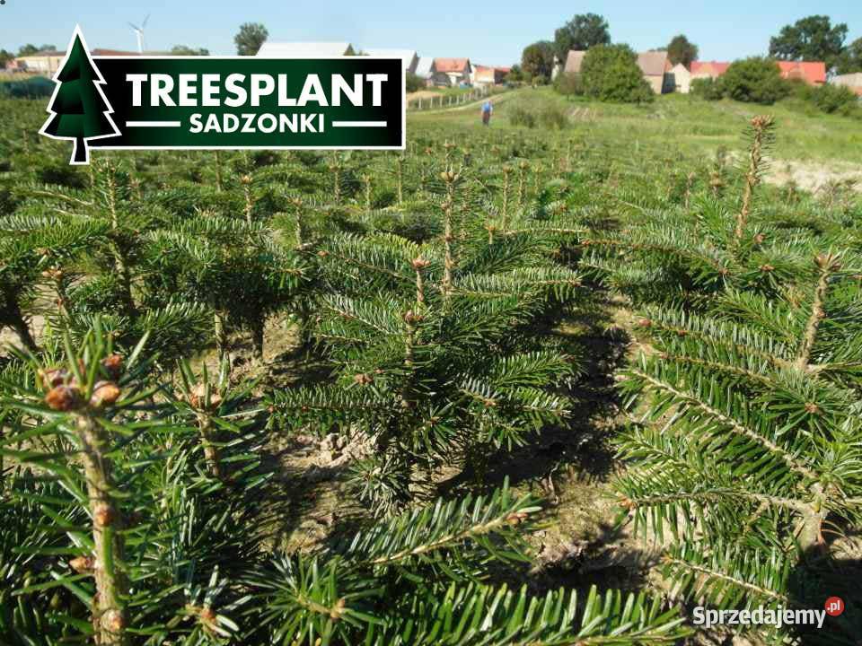 Jodła kaukaska Sadzonki na plantacje świerk Rolnictwo lubelskie Lublin sprzedam