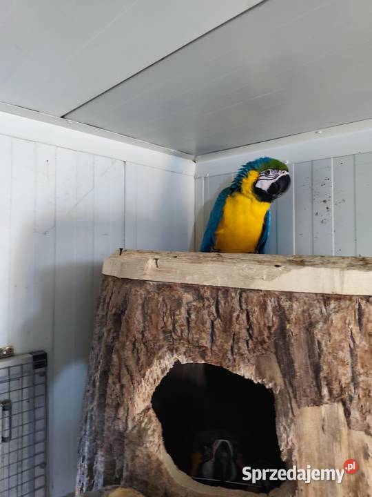 Ary ararauny para lęgowa śląskie Pszczyna