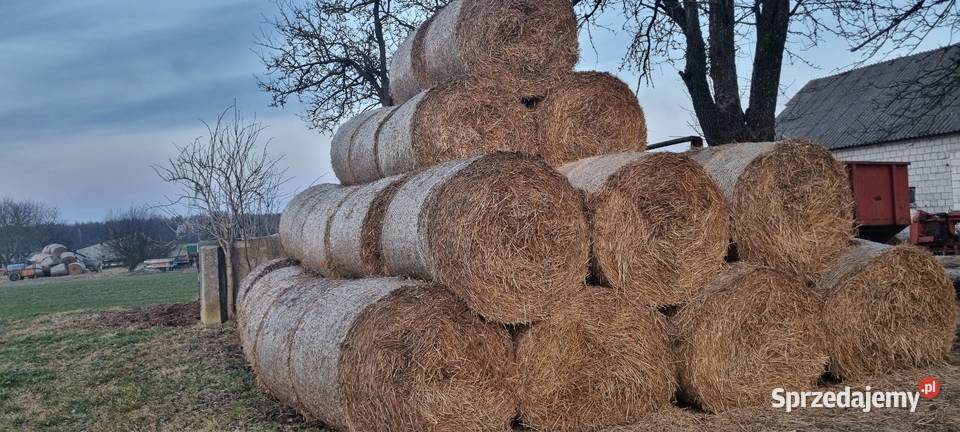 Słoma pszenna w belach 2025 Putnowice Wielkie