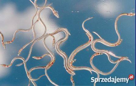 Narybek obsadowy węgorza 2016 materiał sprzedam