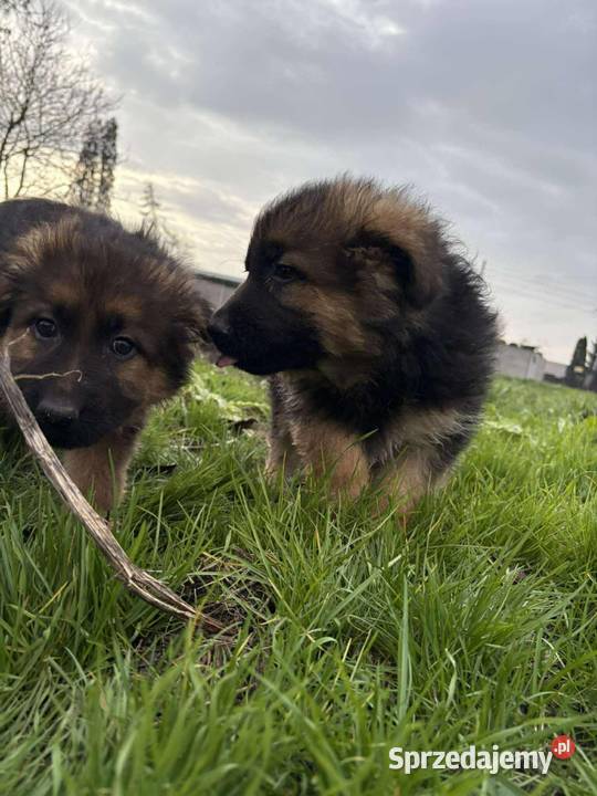 Szczeniaki owczarka niemieckiego Białobrzegi