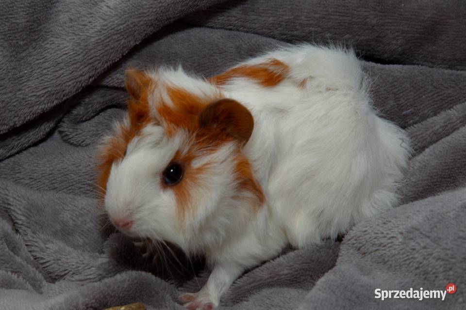 świnka morska cavia domowa SAMIEC Koszyce Wielkie sprzedam