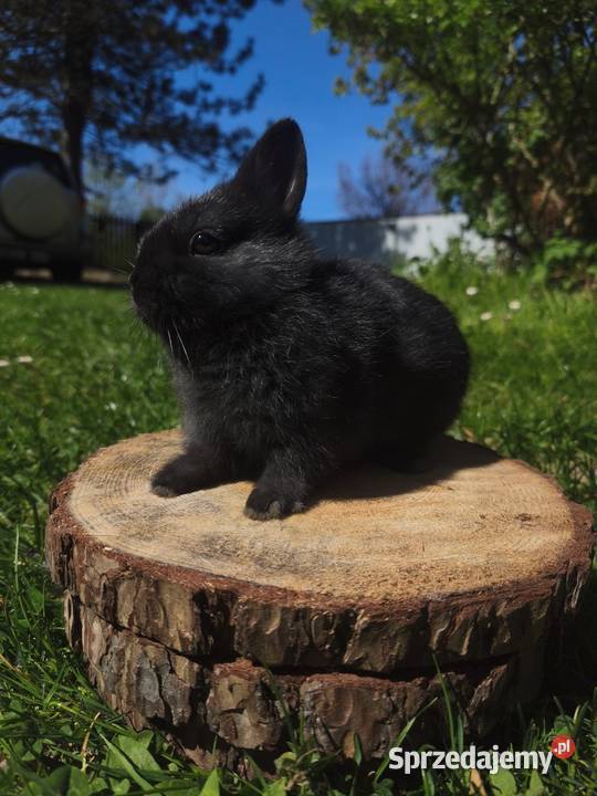 Króliczek miniaturowy karzełek niderlandzki