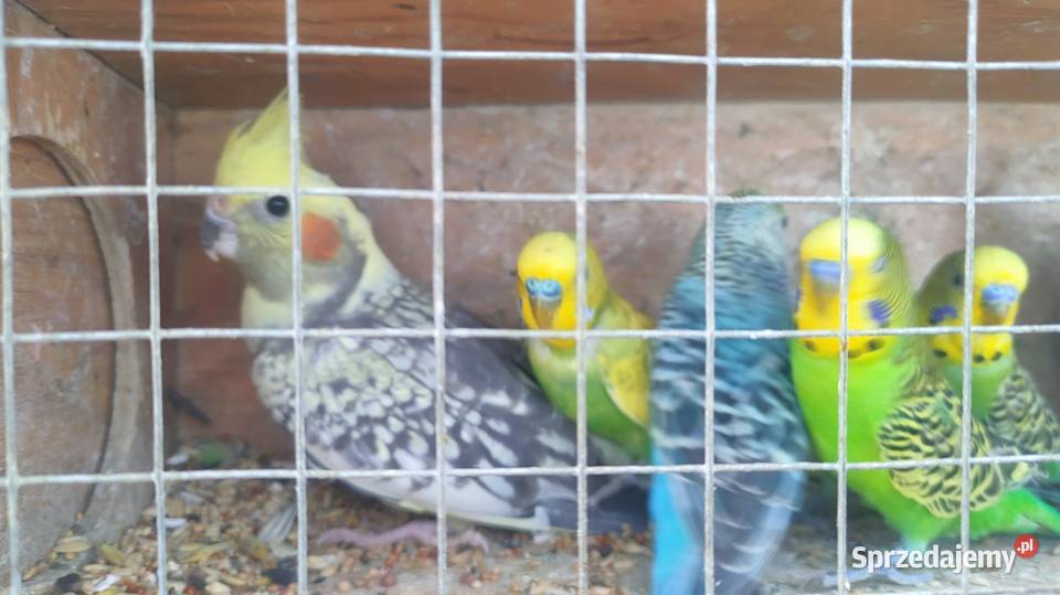 Aleksandretty rozne i inne papugi Parzno