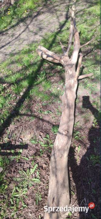 Drewno kłoda orzecha włoskiego Rzeszów