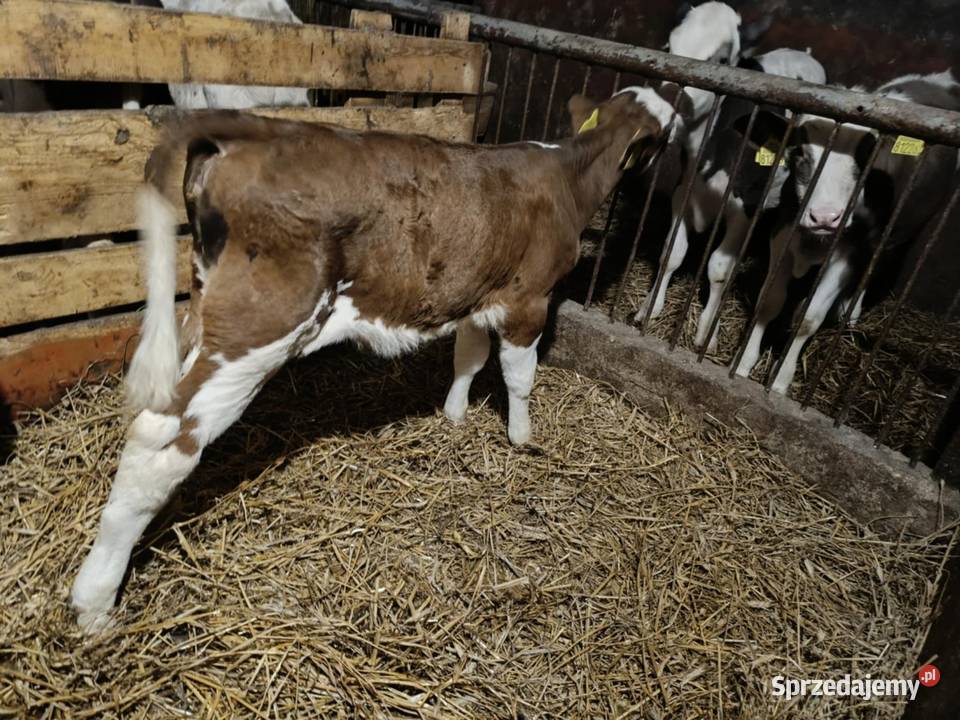 Sprzedam cielaki jałowka byk Żubrynek