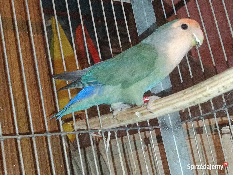 Papugi Dębica sprzedam