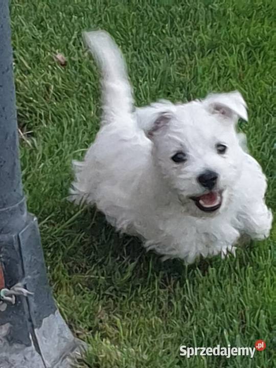 West Highland White Terrier Psy małopolskie Nowe Brzesko