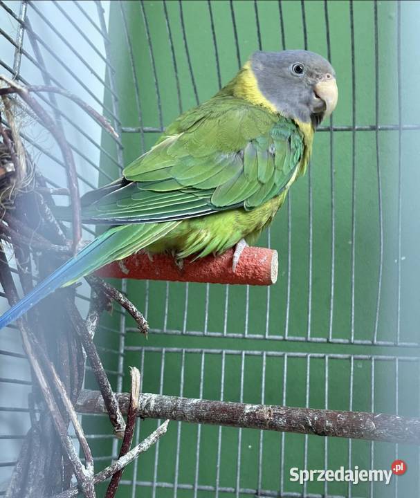 Alexandretta śliwogłowa samica