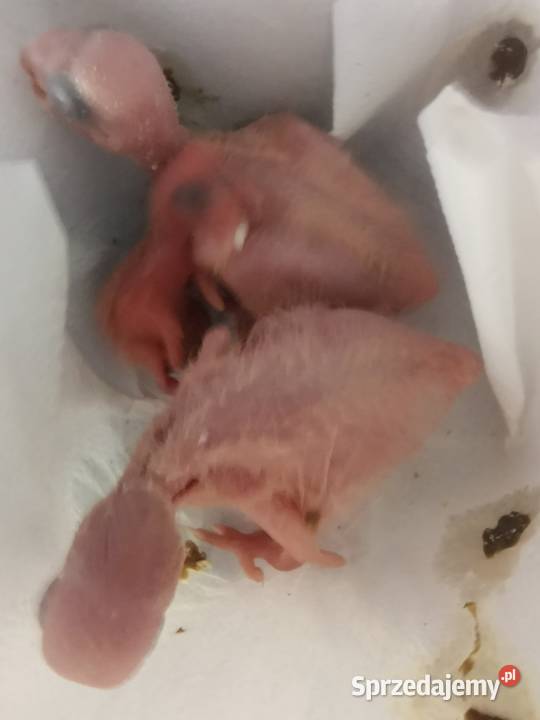 Papuga Papugi Do ręcznego karmienia Pisklaki Ara Poznań