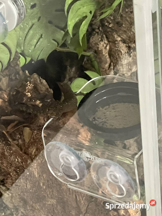 Gekon płaczący Lepidodactylus lugubris mazowieckie Warszawa sprzedam