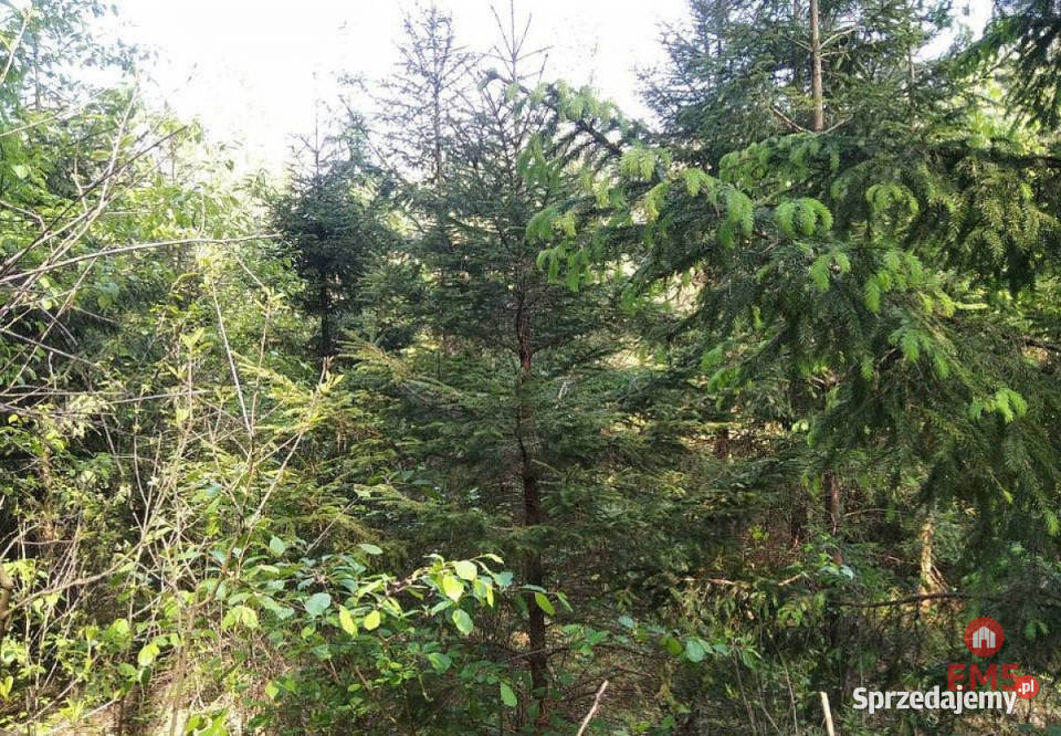 sprzedaży działki 1100m2 JankowoMłodzianowo 1100m2 Jankowo-Młodzianowo