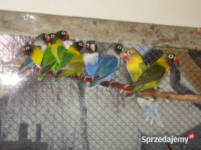 nierozłączki Kraków sprzedam