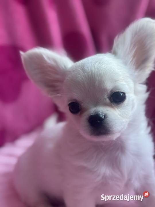 Chihuahua długowłosy z doskonałym rodowodem Białystok