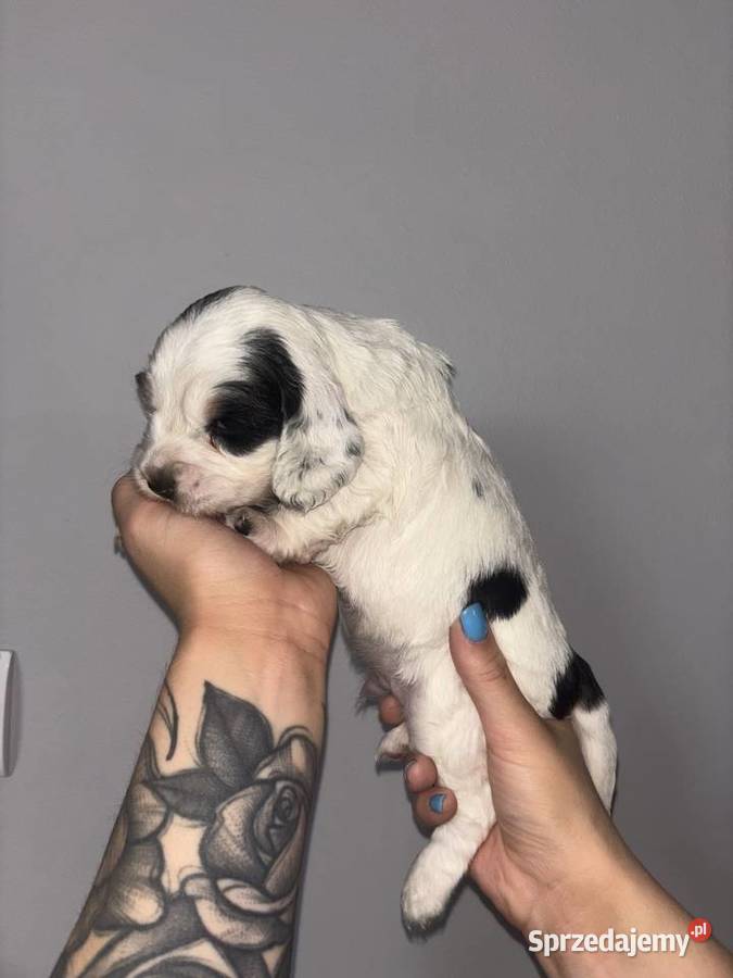 Cocker Spaniel Angielski piękne umaszczenia Gdów sprzedam