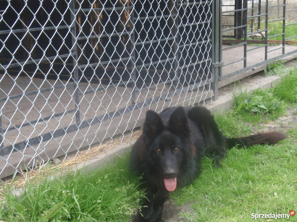 Owczarek Niemiecki Długowłosy Suka cała czarna Łęczna