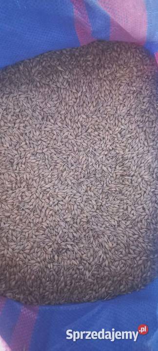 Jęczmień przesiany czyszczony Olkusz