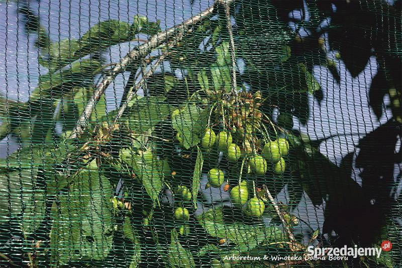 Siatka ochronna 100x250mb pko ptakom Lwówek Śląski