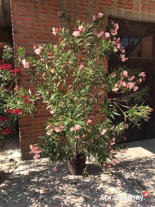 Oleander o ŻÓŁTYCH i ŁOSOSIOWYCH kwiatach Skawina