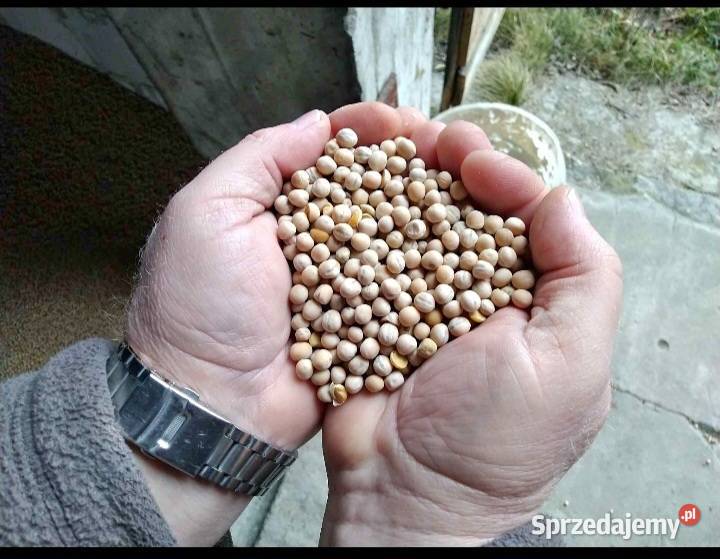 Groch jary słodki lubelskie Leitnie