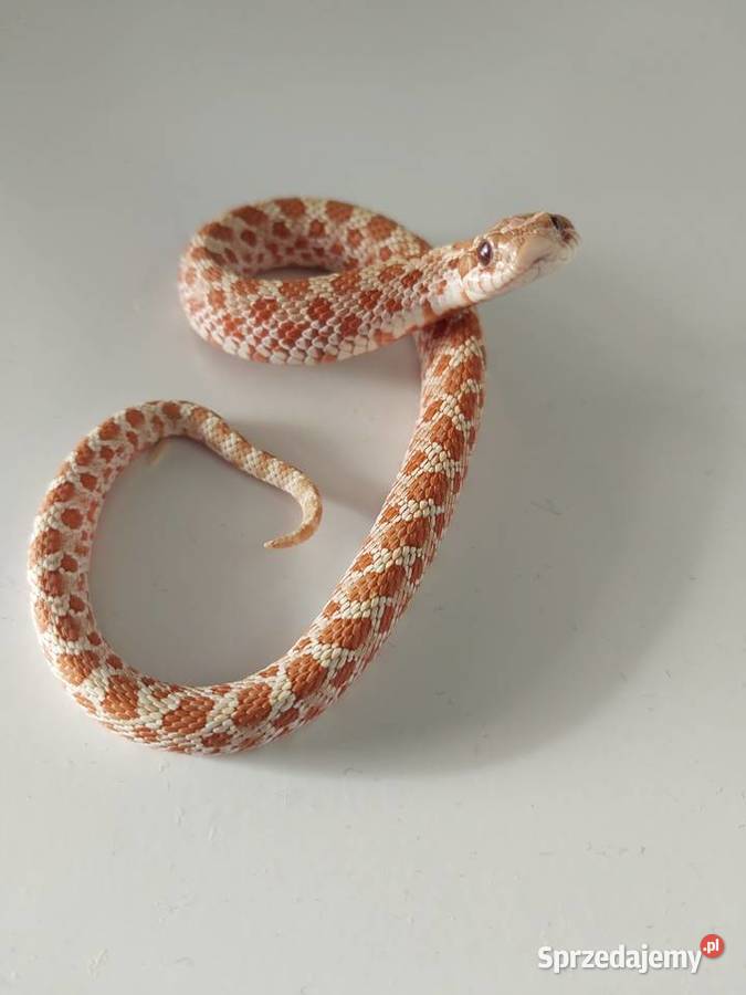 Heterodon zachodni Reda