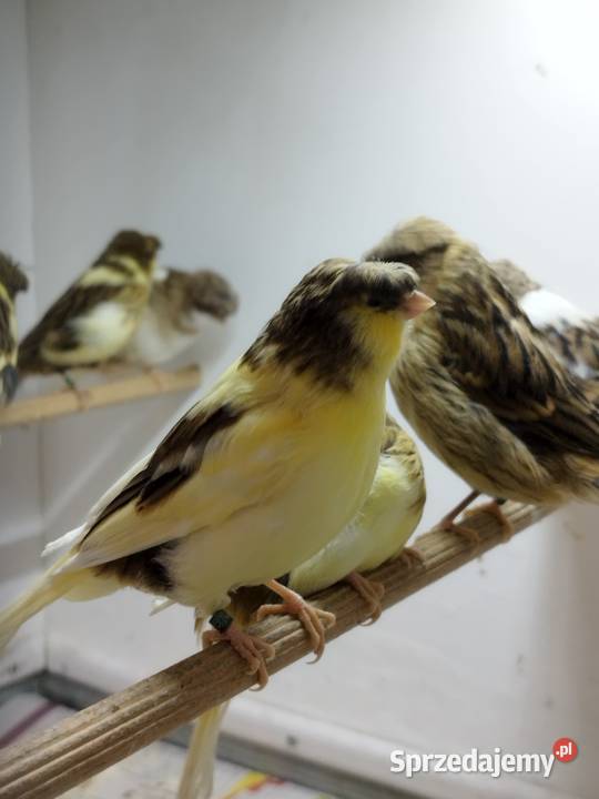 Kanarki Gloster Gostyń