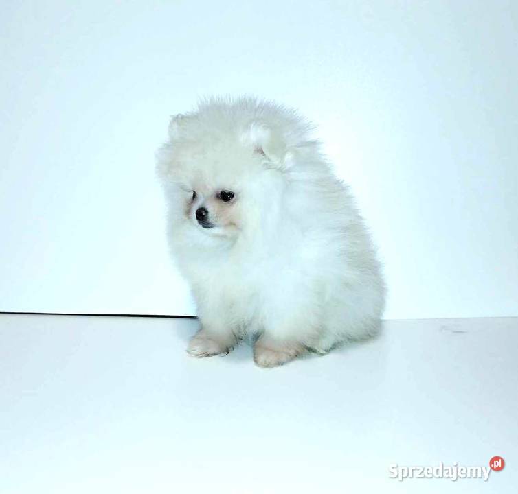 Pomeranian szpic miniaturowy FCI łódzkie Łask sprzedam