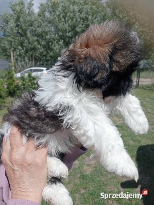 Shih tzu śliczna dziewczynka