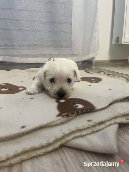 West Highland White Terrier