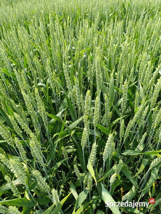 Sprzedam pszenicę ozimą Patras Bełżyce